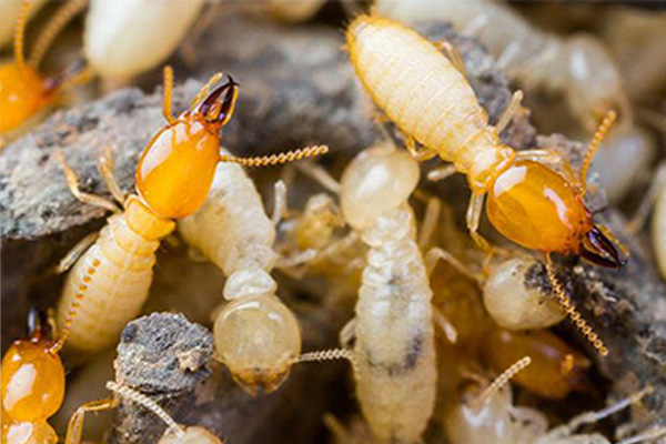 Total Termite Protection (TTP)